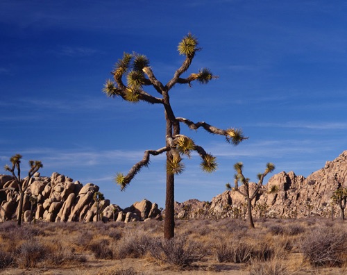 Lone Joshua, Joshua Tree National Park, California (MF).jpg